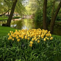 Парк тюльпанов в Голландии :: Valentin Bondarenko