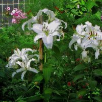 ..белые лилии в палисаднике у дома моего... :: galalog galalog