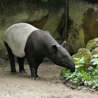 Зоопарки Европы(серия) :: Владимир Манкер