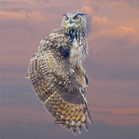 Eagle owl :: Al Pashang 