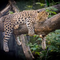 спящий леопард :: аркадий 