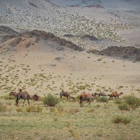 Монголия. Караван стриженных верблюдов.... :: Galina 
