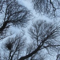 .. кроны "застенчивых" деревьев .. :: galalog galalog