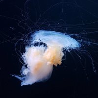 медуза гаргона :: Макс Агинский 