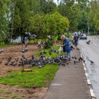 Покормить голубей :: Валерий Иванович