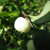 Яблуко, белое наливное. :: Валерьян Запорожченко