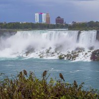 Niagara Falls :: Al Pashang 