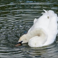 Белый лебедь на пруду :: Ольга 