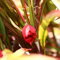 Тайский цветок :: Лютый Дровосек