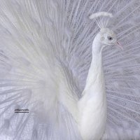White peacock with leucism :: Al Pashang 