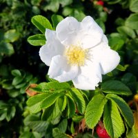 Белый многоцветковый шиповник (другое название роза многоцветковая). :: Валерий Новиков