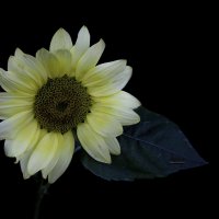 Sunflower :: Al Pashang 