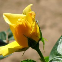 Расцветает жёлтая роза... :: Татьяна Гнездилова