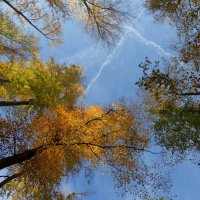 Вверху - деревья и небо :: Heinz Thorns