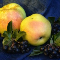 Яблоки черноплодная рябина :: александр 
