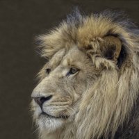 Lion :: Al Pashang 
