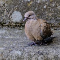 Птица заблюдилась среди бетона :: Георгий А