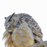 Eagle owl :: Al Pashang 