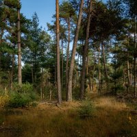 Просто лес... :: Николай Гирш