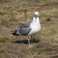 Чайка на острове Ольхон :: Лидия Бусурина