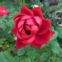 Чайно-гибридная роза в сентябре :: Наиля 