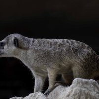 Slender-tailed meerkat :: Al Pashang 