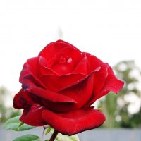 Цветет осенняя роза в саду. :: сергей 