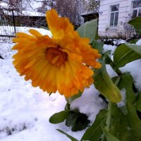 цветы на снегу :: Ольга Конькова