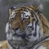 Amur tiger :: Al Pashang 