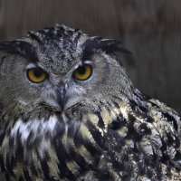 Eagle owl :: Al Pashang 