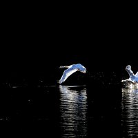Полет белых птиц :: Alexander Andronik