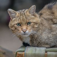 камышовый кот :: аркадий 