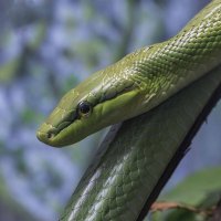 Red-tailed green ratsnake. :: Al Pashang 