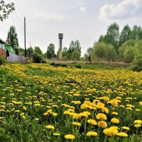 Одуванчики :: Сергей Никифоров