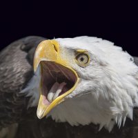 Bald eagle :: Al Pashang 