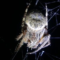 О пауках  крупным планом :: Алла Яшникова