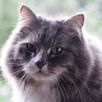 Портрет соседского кота. :: Ирина 