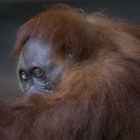 Sumatran orangutan :: Al Pashang 