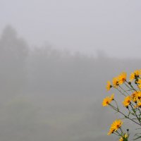 Утренний туман. :: Михаил Колосов 