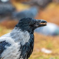 Где держать камень если нет (за)пазухи ? :: Анатолий. Chesnavik.