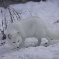 Arctic fox :: Al Pashang 