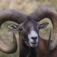 Mouflon :: Al Pashang 