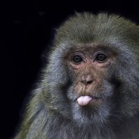 Monkey :: Al Pashang 