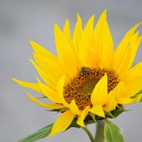 Пчёлка , уснувшая в цветке :: Татьяна Лютаева