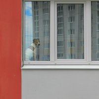 собака в окне :: Лера 