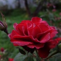 Сентябрьская роза. :: Люба 