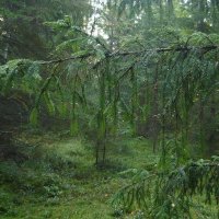 Дождь в лесу :: Вера Щукина