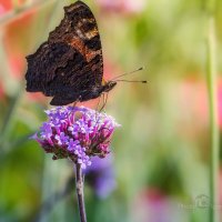 Бабочка пьющая осенний нектар :: Игорь Сарапулов
