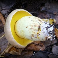 Желтожебрик - гриб хороший! :: Андрей Заломленков