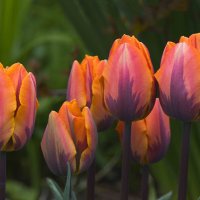 Tulip :: Al Pashang 